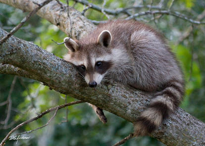 Baby Raccoon