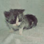 Kitten 7