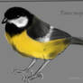 Parus major