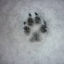 A Pawprint in the Snow