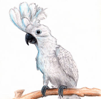 Cockatoo