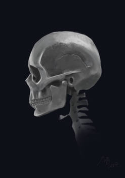 Skull study