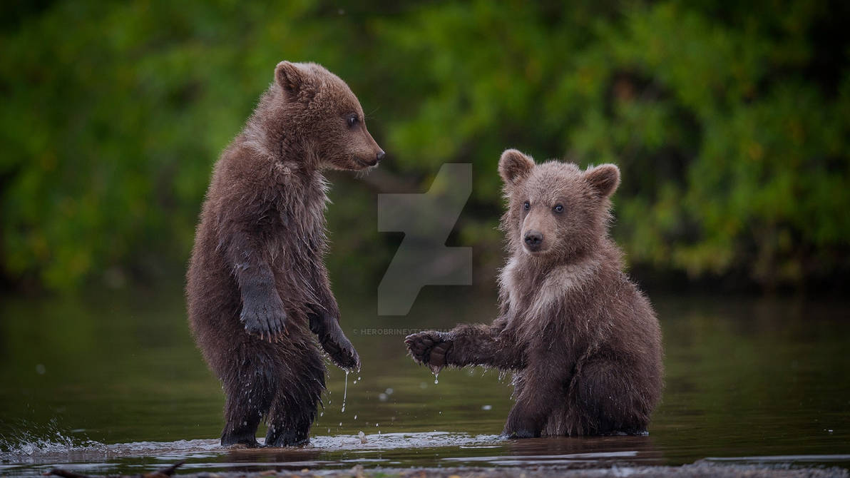Погода медведов. Медвежонок купается. Медведь купается. Бурый медведь. Два медвежонка.