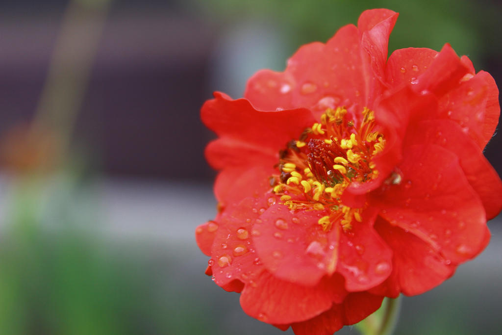 Red in the Rain