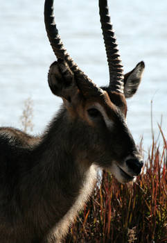 Waterbuck portrait