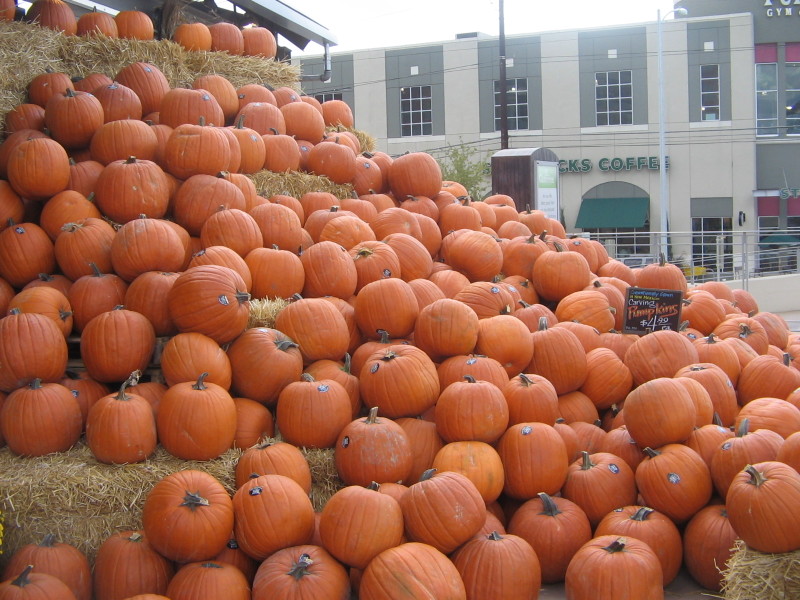 Pumpkins galore