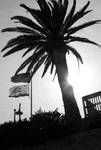 Palm tree in black and white by coffeenoir