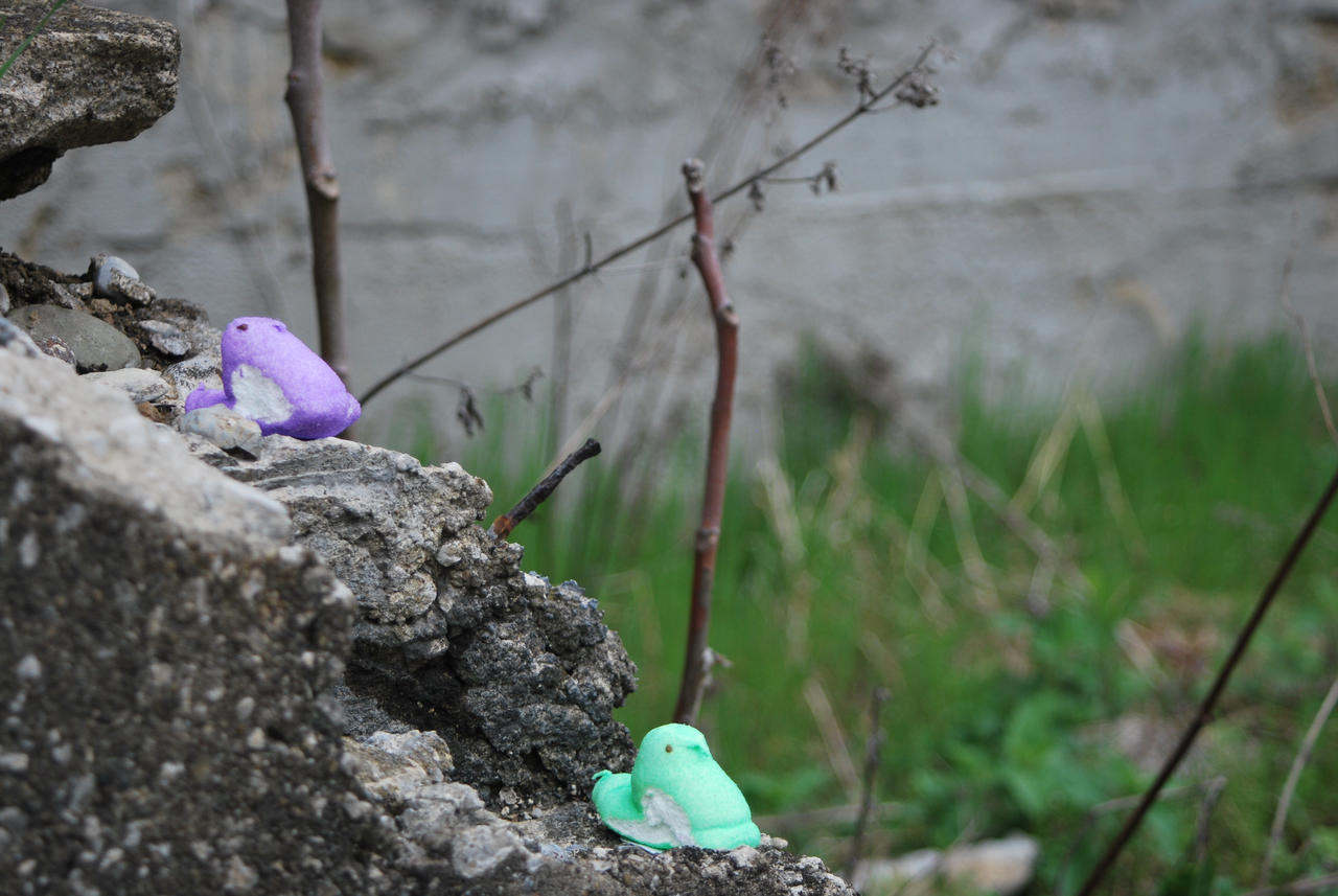 Peeps on the Rocks