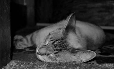 Nap in the Foyer