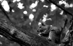 Squirrel B and W by coffeenoir