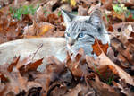 Zaboo in the Leaves by coffeenoir