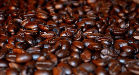 Komodo Beans by coffeenoir