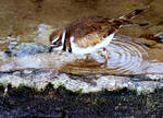 Killdeer At Monterey by coffeenoir