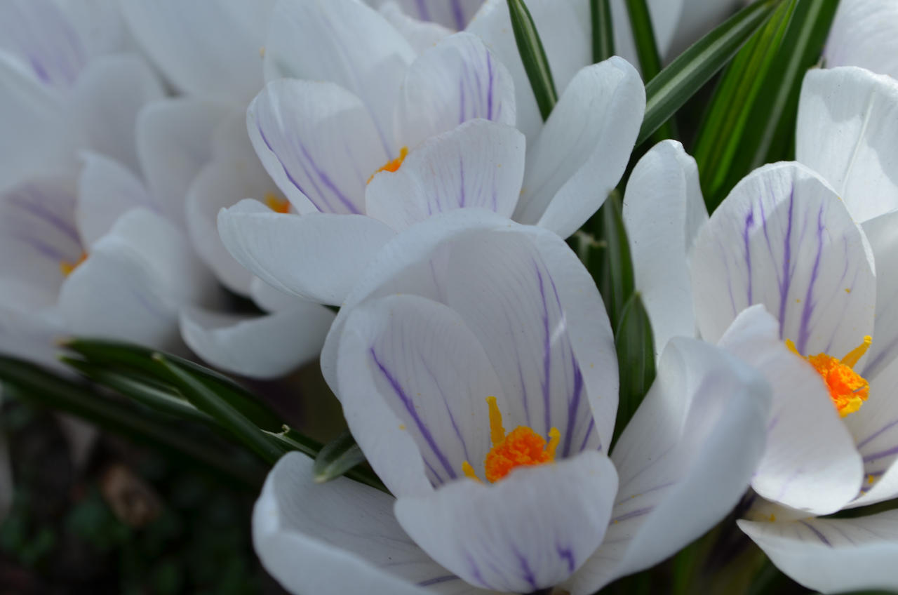 Crocus