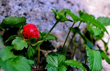 Ruby red berry by Seculla on DeviantArt