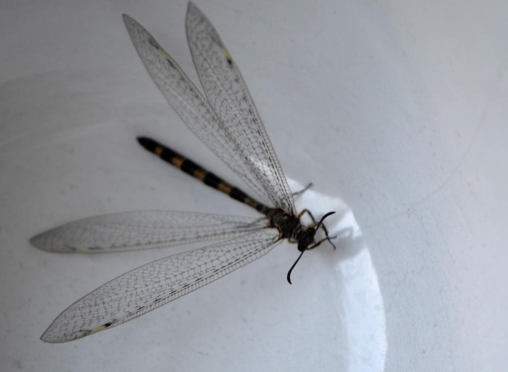 Dragonfly 1