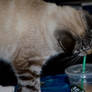 Zabu Having Starbucks