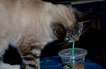 Zabu Having Starbucks by coffeenoir