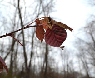 Leaves at Sand Run by coffeenoir