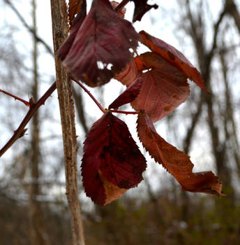 Leaves at Sand Run 2