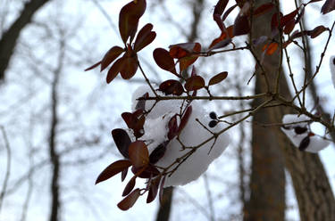 Winter Leaves Sand Run