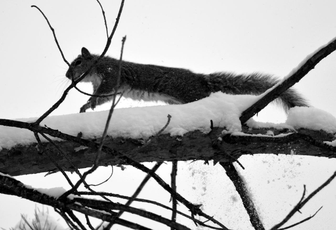 Jumpy the Squirrel 2 by coffeenoir on DeviantArt