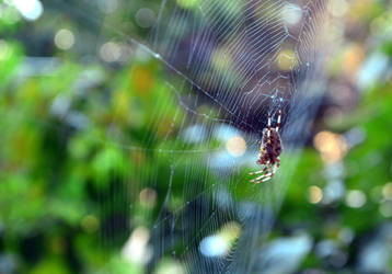 Spider Web