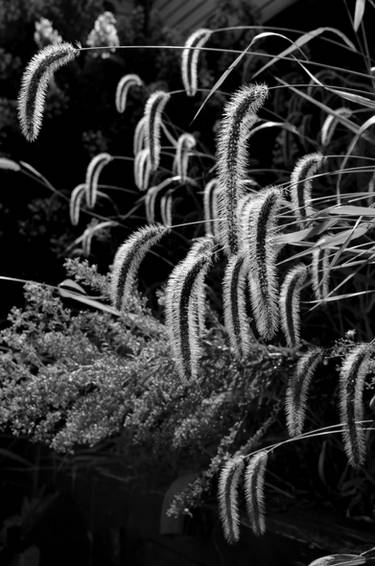 Grasses black and white