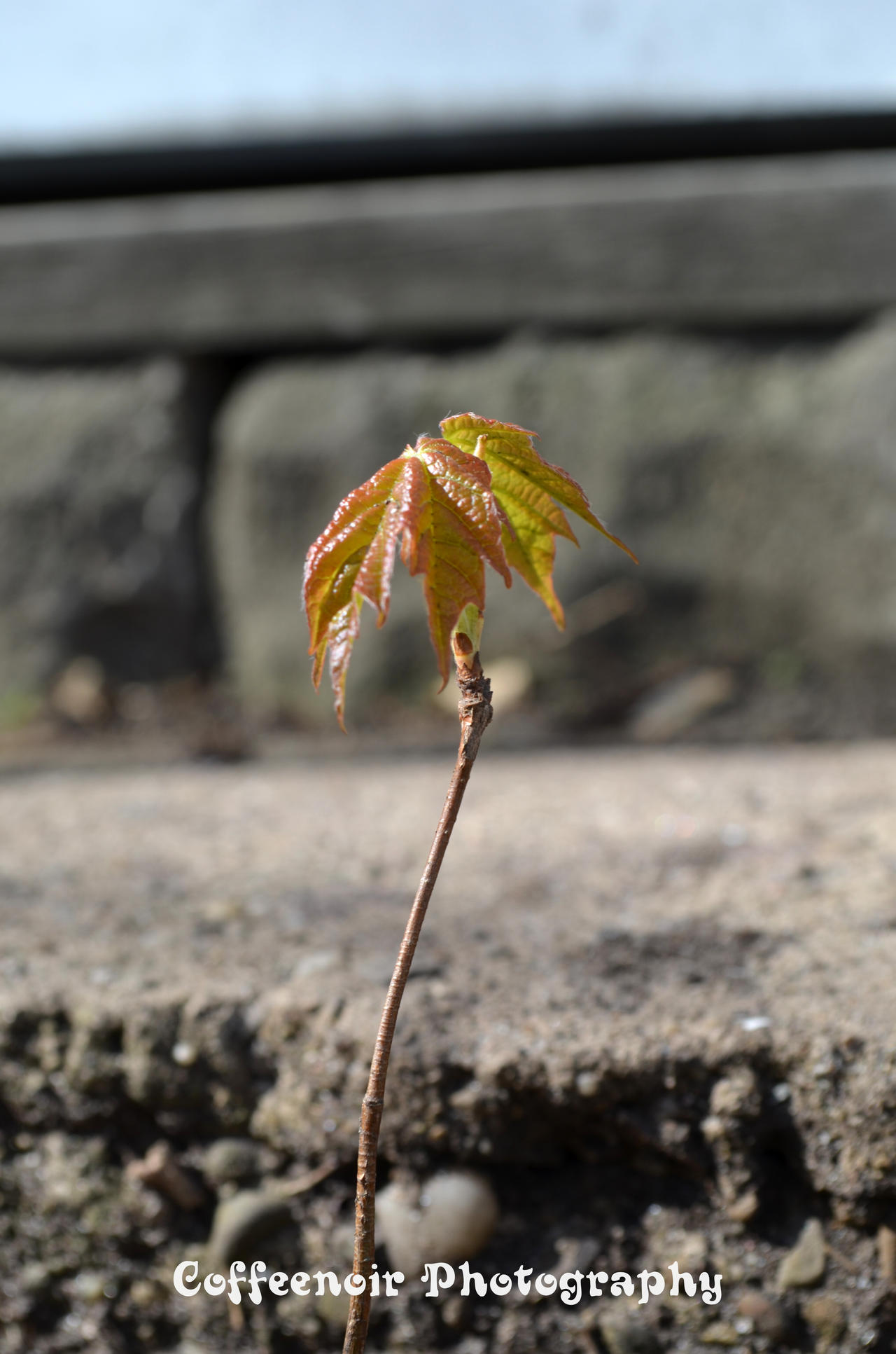 Baby Tree