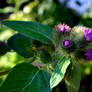 Burdock Close Up