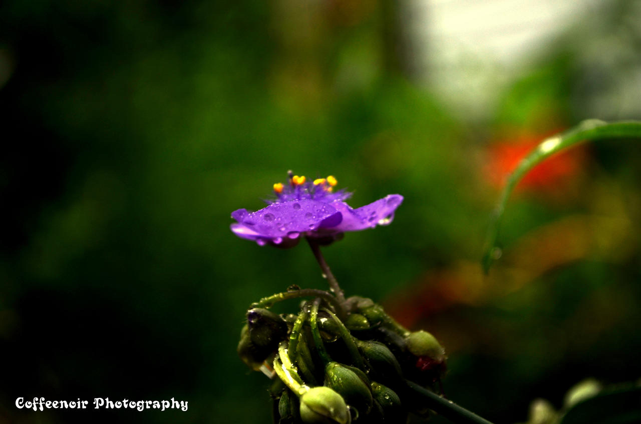 Spiderwort with Rain