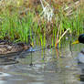 Ducks on a Pond