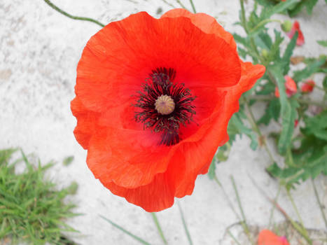 Single Poppy