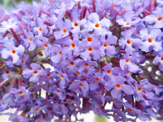 'The Butterfly Bush'