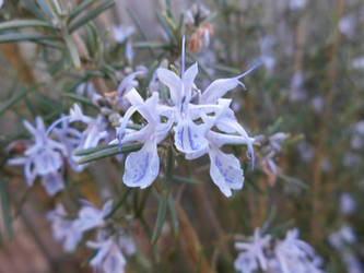 Rosemary Flowers