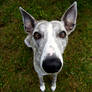 Neala the whippet