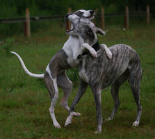 Whippet Hug