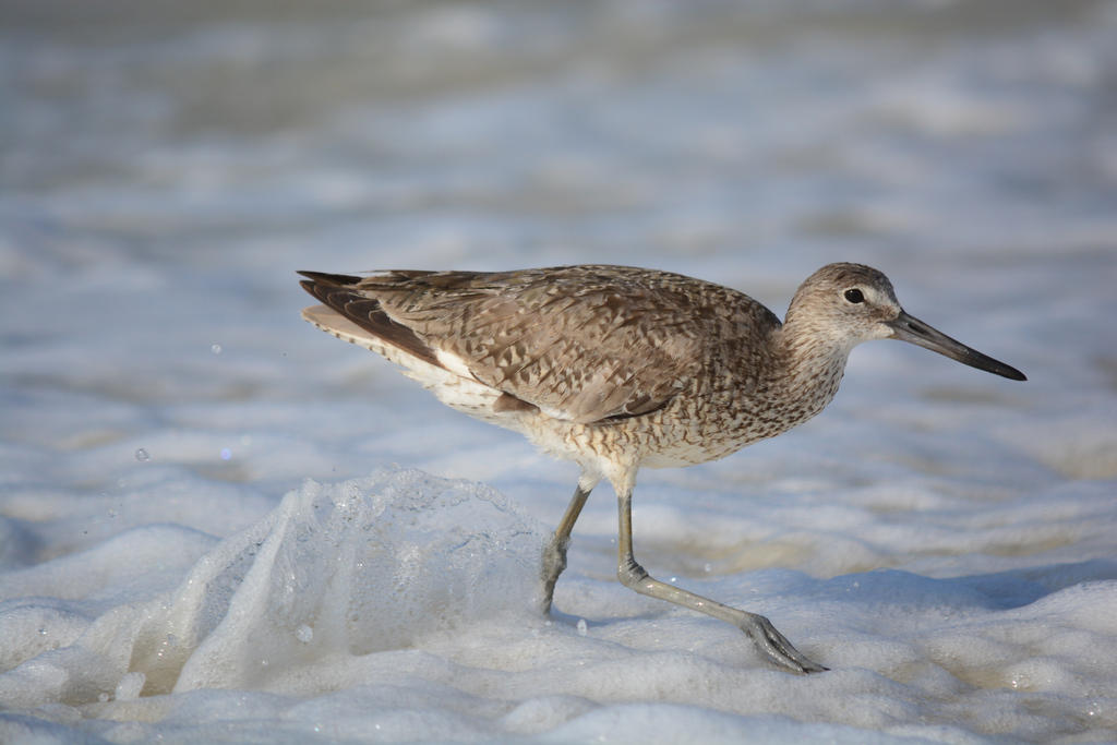 Unwavering Willet