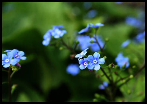 Daydream in blue