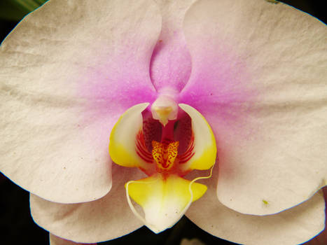 Orchid