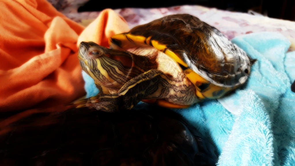 Turtle Princess I by MiaIckis on DeviantArt