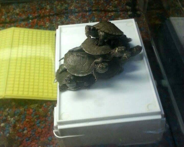 Turtle March Deviantart Three Rocks Turtle Party by MiaIckis on DeviantArt