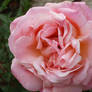 Pink rose III