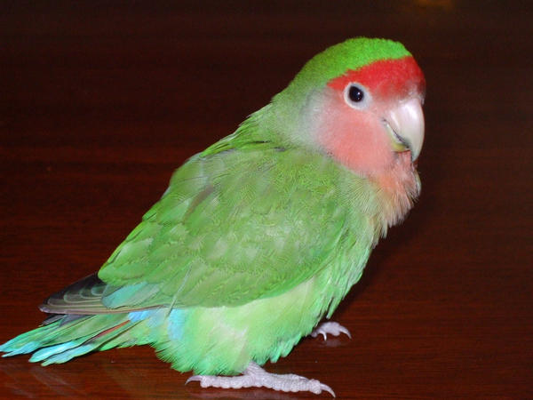 Lovebird II