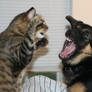 Fighting Like Cats and Dogs 2