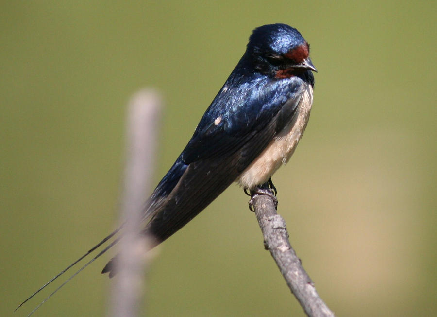 swallow