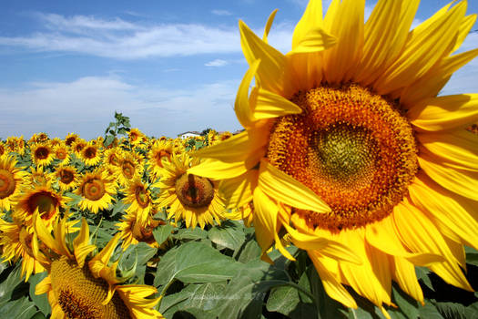 sunflowers