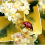 ladybug6