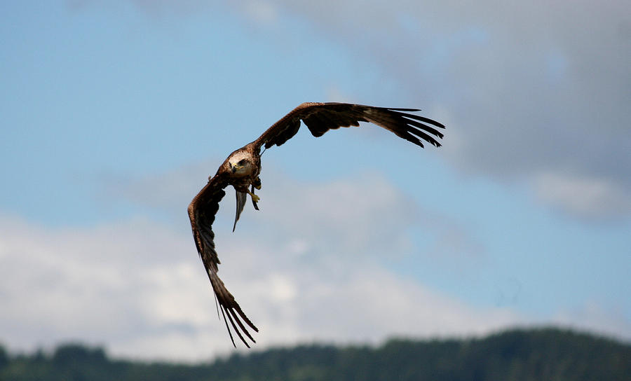 young hawk