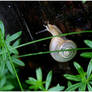 a small white snail